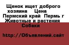 Щенок ищет доброго хозяина  › Цена ­ 10 - Пермский край, Пермь г. Животные и растения » Собаки   